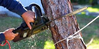 Best Tree Health Inspection  in Elkhart Lake, WI