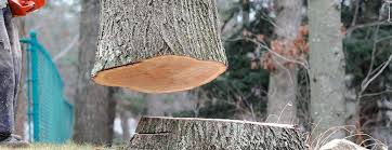 Professional Tree Services in Elkhart Lake, WI