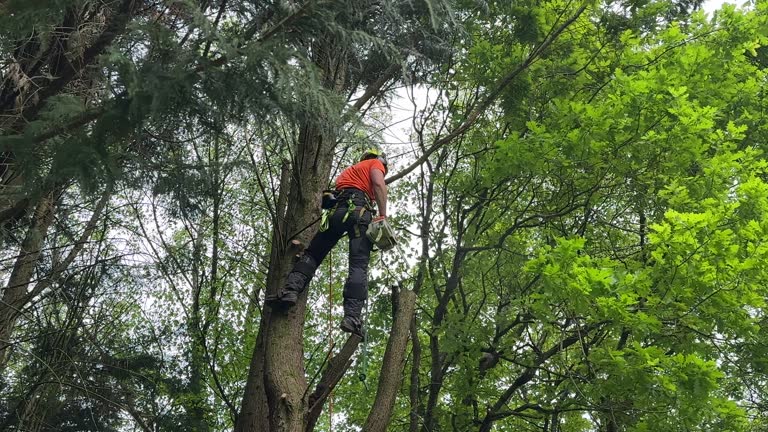 Best Root Management and Removal  in Elkhart Lake, WI