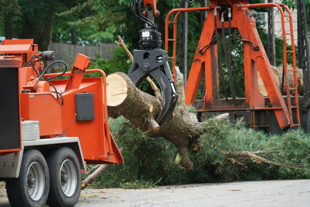 How Our Tree Care Process Works  in  Elkhart Lake, WI