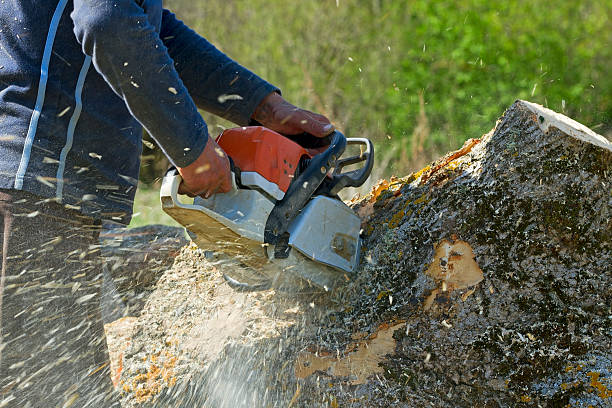 Best Lawn Disease Treatment  in Elkhart Lake, WI